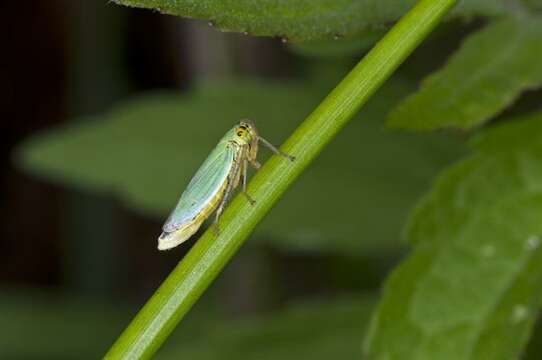 Image of Cicadella