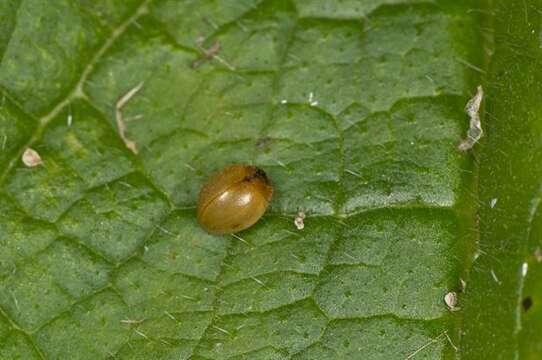 Слика од <i>Cynegetis impunctata</i>