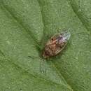 Image of Birch Catkin Bug