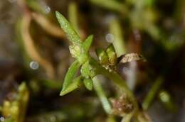 Image of pygmyweed