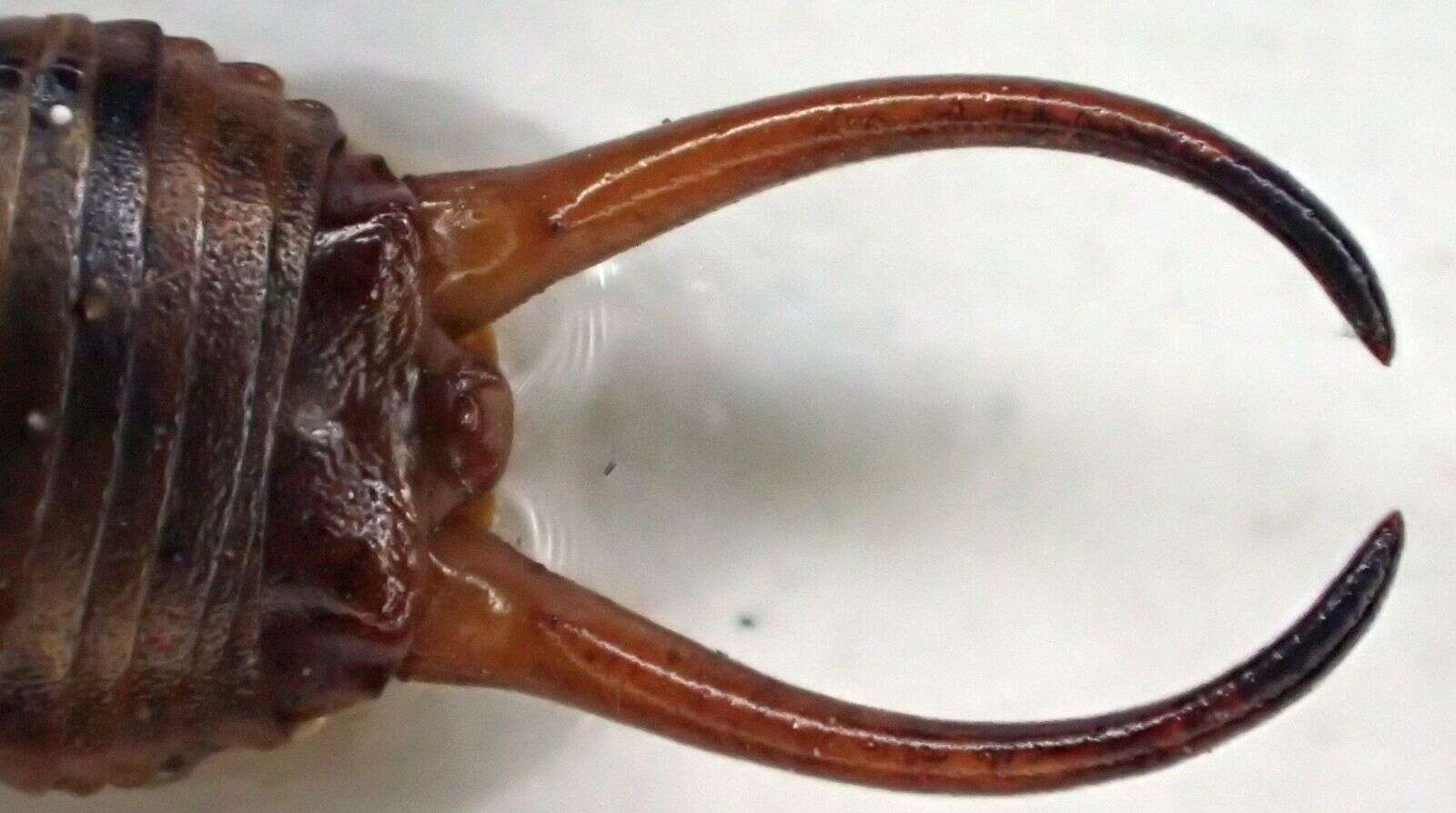 Image of Chelidurella acanthopygia