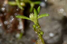 Image of pygmyweed