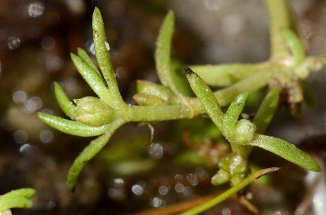 Image of pygmyweed