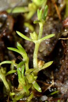 Image of pygmyweed