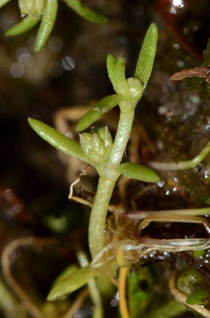 Image of pygmyweed