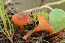 Image of Hygrocybe coccineocrenata (P. D. Orton) M. M. Moser 1967