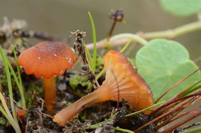 Image of Hygrocybe coccineocrenata (P. D. Orton) M. M. Moser 1967