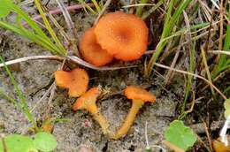 Image of Hygrocybe coccineocrenata (P. D. Orton) M. M. Moser 1967