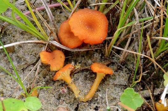 Слика од Hygrocybe coccineocrenata (P. D. Orton) M. M. Moser 1967