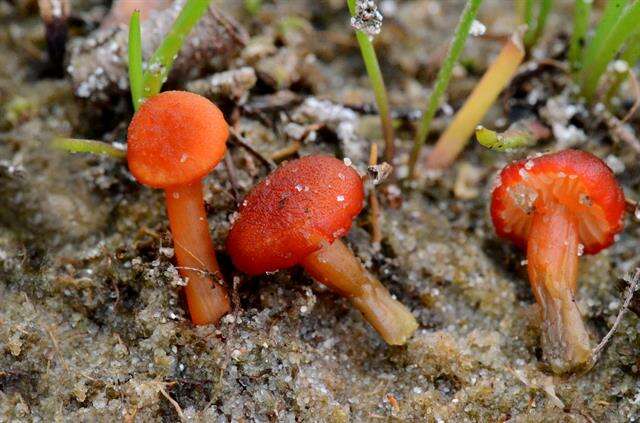 Слика од Hygrocybe coccineocrenata (P. D. Orton) M. M. Moser 1967