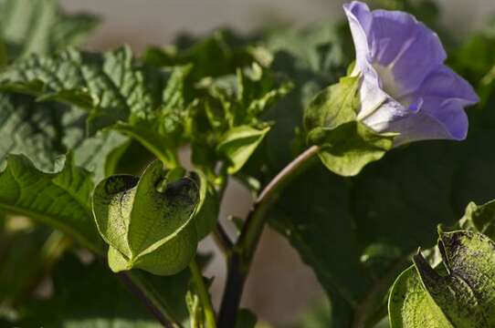 Image of nicandra