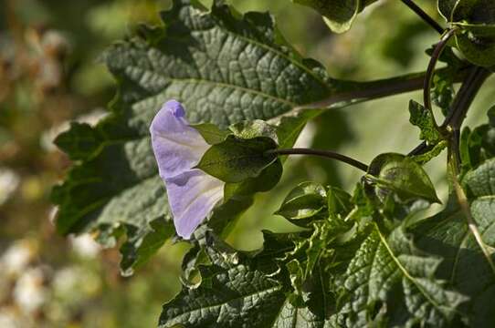 Image of nicandra