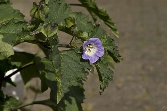 Image of nicandra