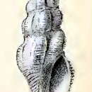 صورة Stenodrillia horrenda (R. B. Watson 1886)