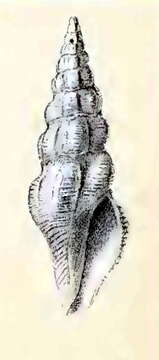 Sivun Stenodrillia horrenda (R. B. Watson 1886) kuva