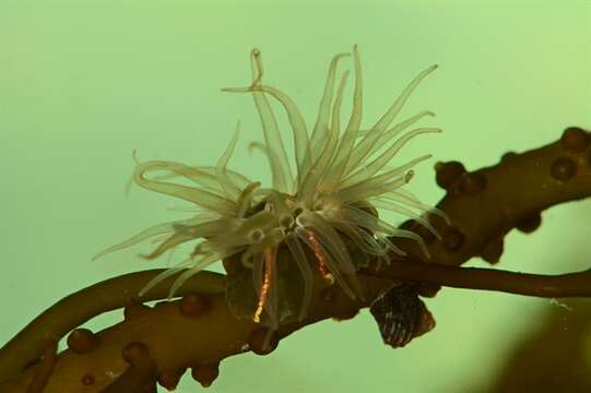 Image of Diadumenidae Stephenson 1920