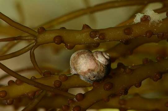 Image of Periwinkle snails