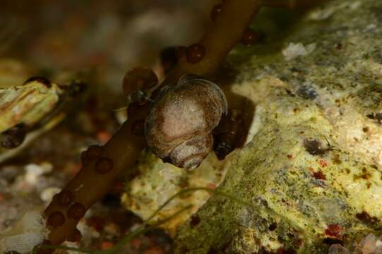 Image of Periwinkle snails