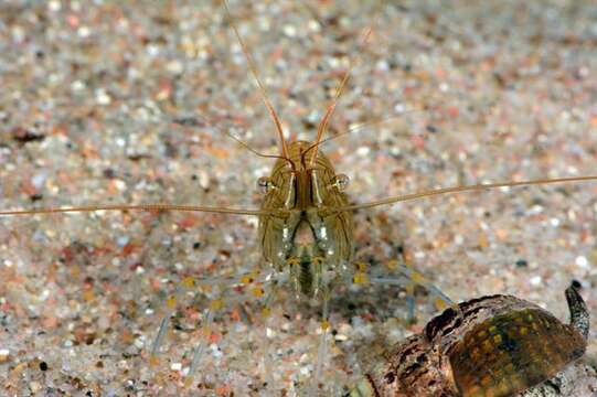 Image of coral shrimp