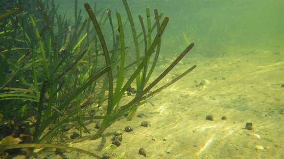 Image of eelgrass family