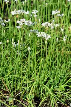 Image of Chinese chives