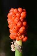 Imagem de Arum cylindraceum Gasp.