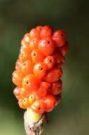 Imagem de Arum cylindraceum Gasp.