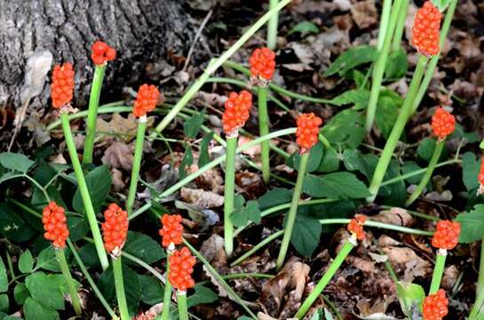 Image of Arum cylindraceum Gasp.