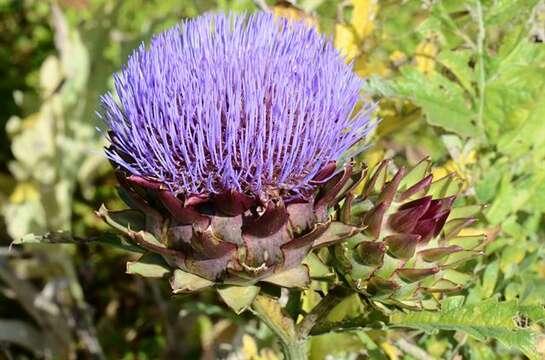 Image of cynara