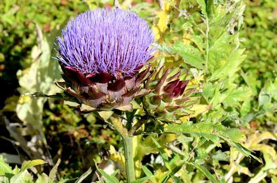 Слика од Cynara