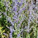 Image of Russian sage