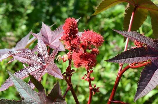 Sivun Ricinus kuva