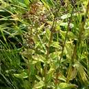 Image of green figwort