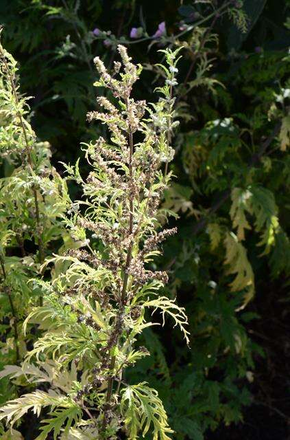 Image of nettle