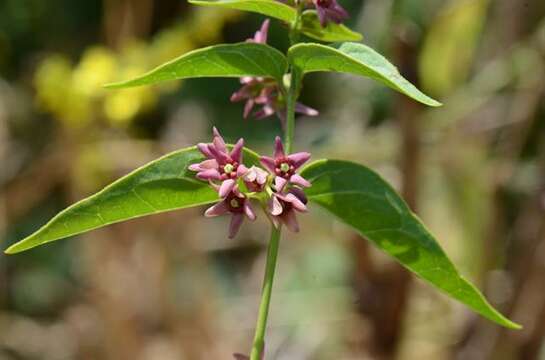 Image of swallow-wort