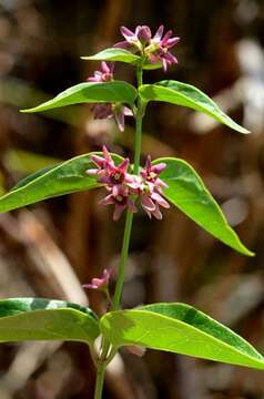 Image of swallow-wort