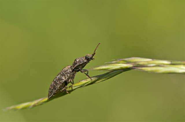 Слика од <i>Agrypnus murinus</i>