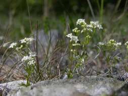 Plancia ëd Galium sterneri Ehrend.