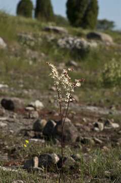 Plancia ëd Filipendula