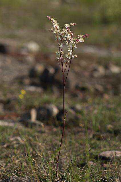 Plancia ëd Filipendula