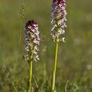 Image of Burnt orchid