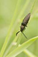 Слика од <i>Ctenicera pectinicornis</i>