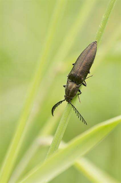 Image of <i>Ctenicera pectinicornis</i>