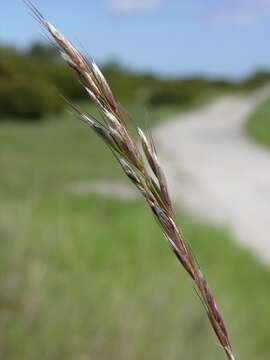 Plancia ëd Helictochloa