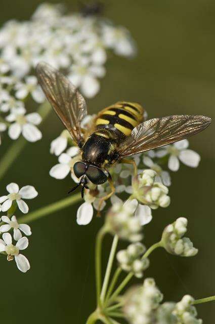 Image of Chrysotoxum