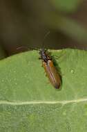 Image of <i>Denticollis linearis</i>