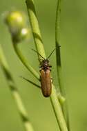 Image of <i>Denticollis linearis</i>