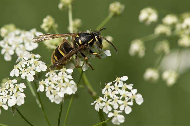 Image of Paravespula vulgaris (Linnaeus)