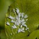 Image of Woolly Beech Aphid