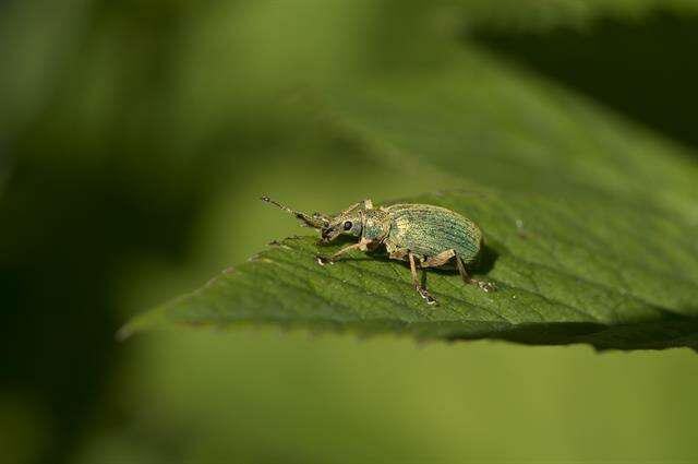 Image of Phyllobius